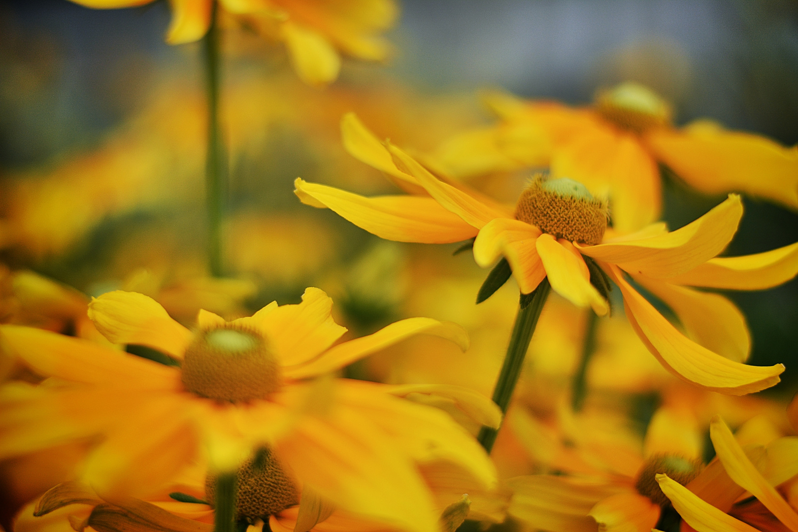 Blüte aus Paris