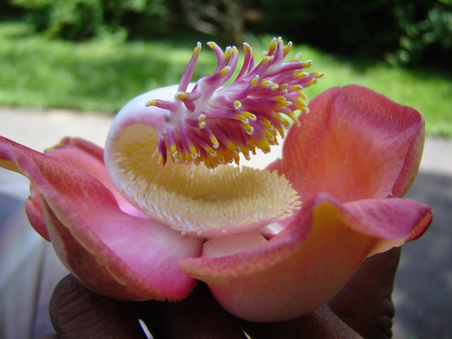 Blüte aus Sri Lanka - Name unbekannt!