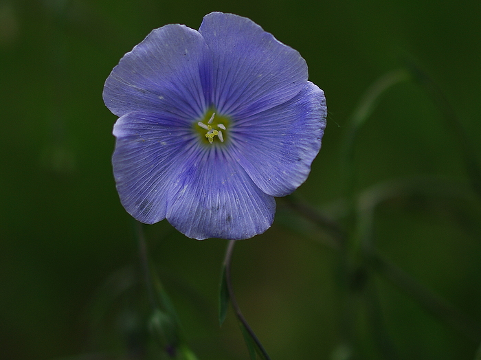 Blüte,  Ausdauernder Lein (Linum perenne)