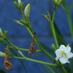 Blüte (Ausschnitt)