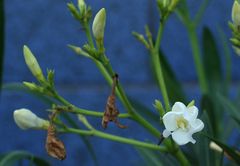 Blüte (Ausschnitt)