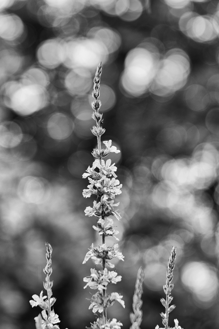 Blüte B & W