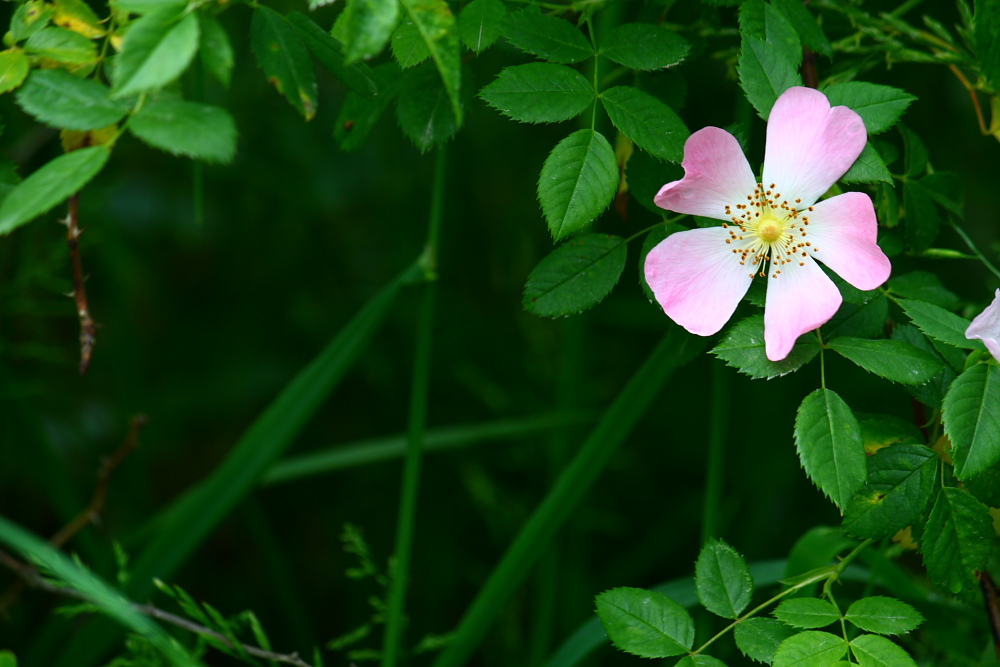 Blüte