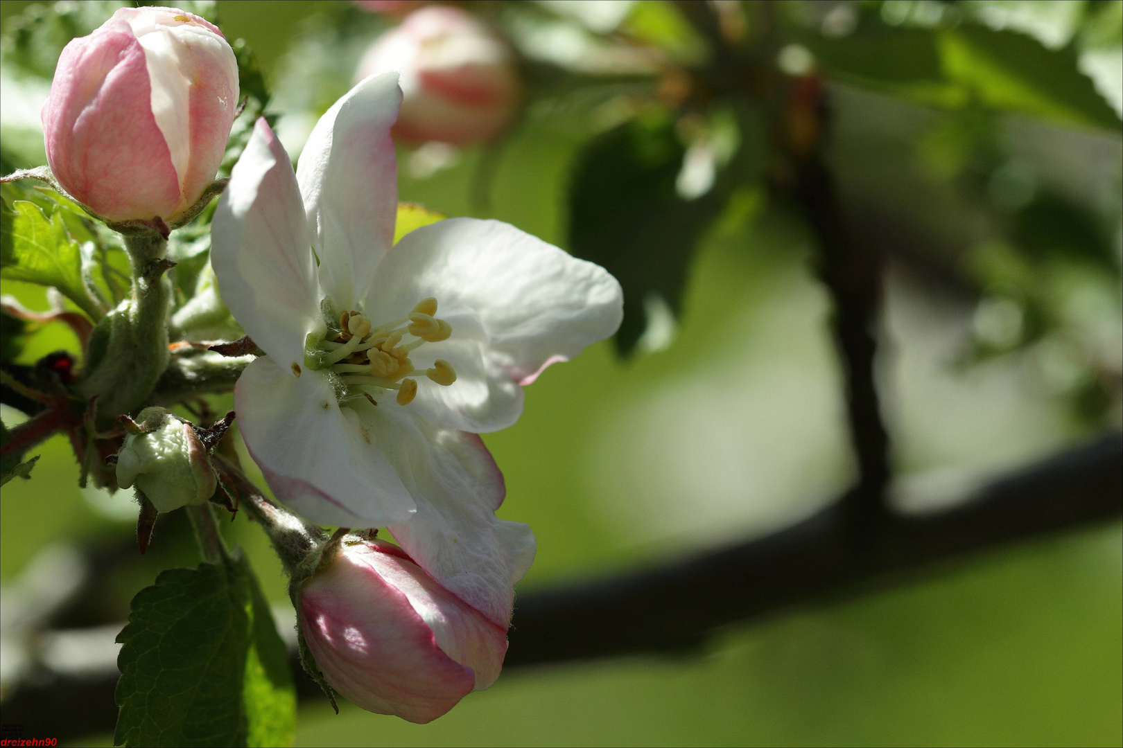 Blüte