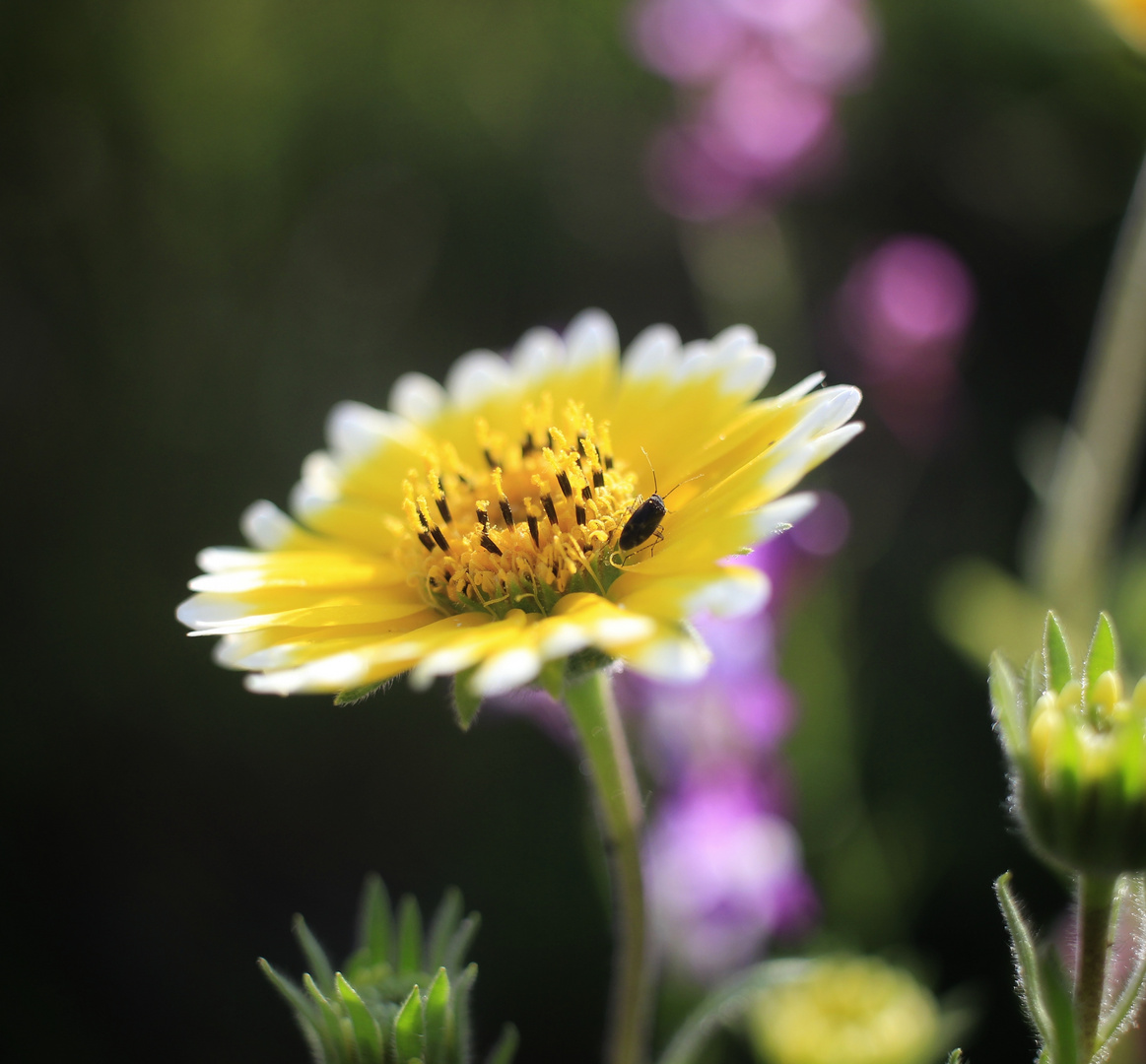 Blüte 