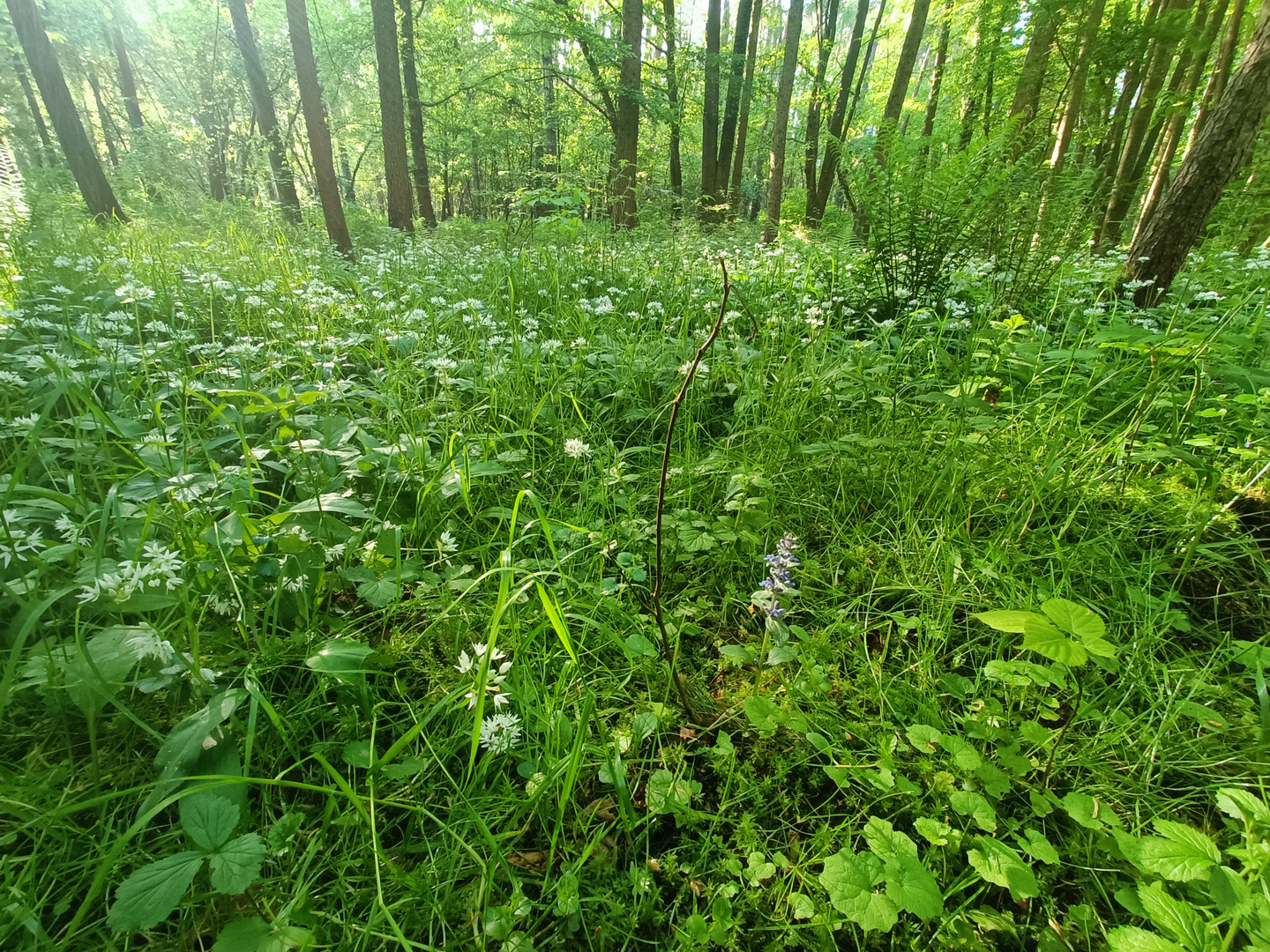 Blüte Bärlauch