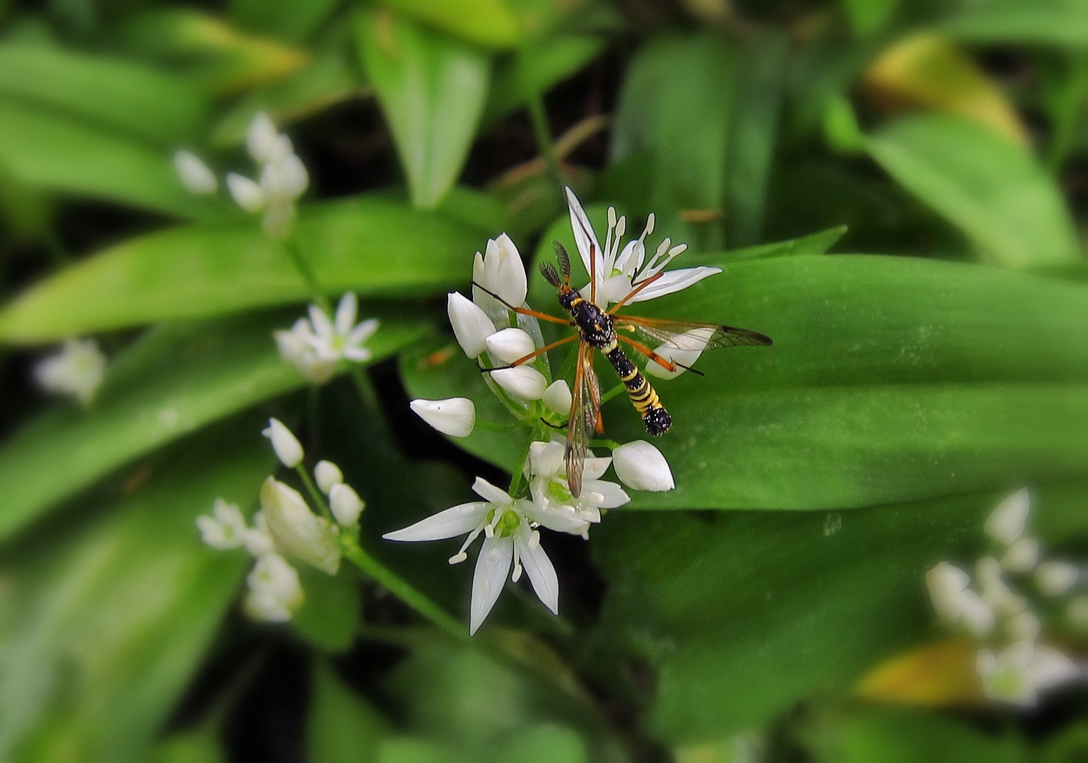 Blüte Bärlauch,Tier unbekannt