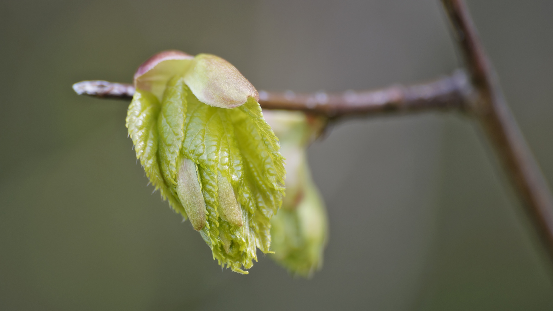 Blüte; Baum unbekannt