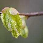 Blüte; Baum unbekannt