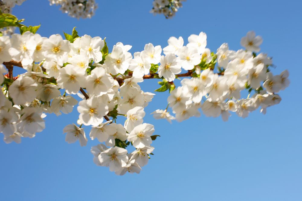 Blüte von Geert Rijvers