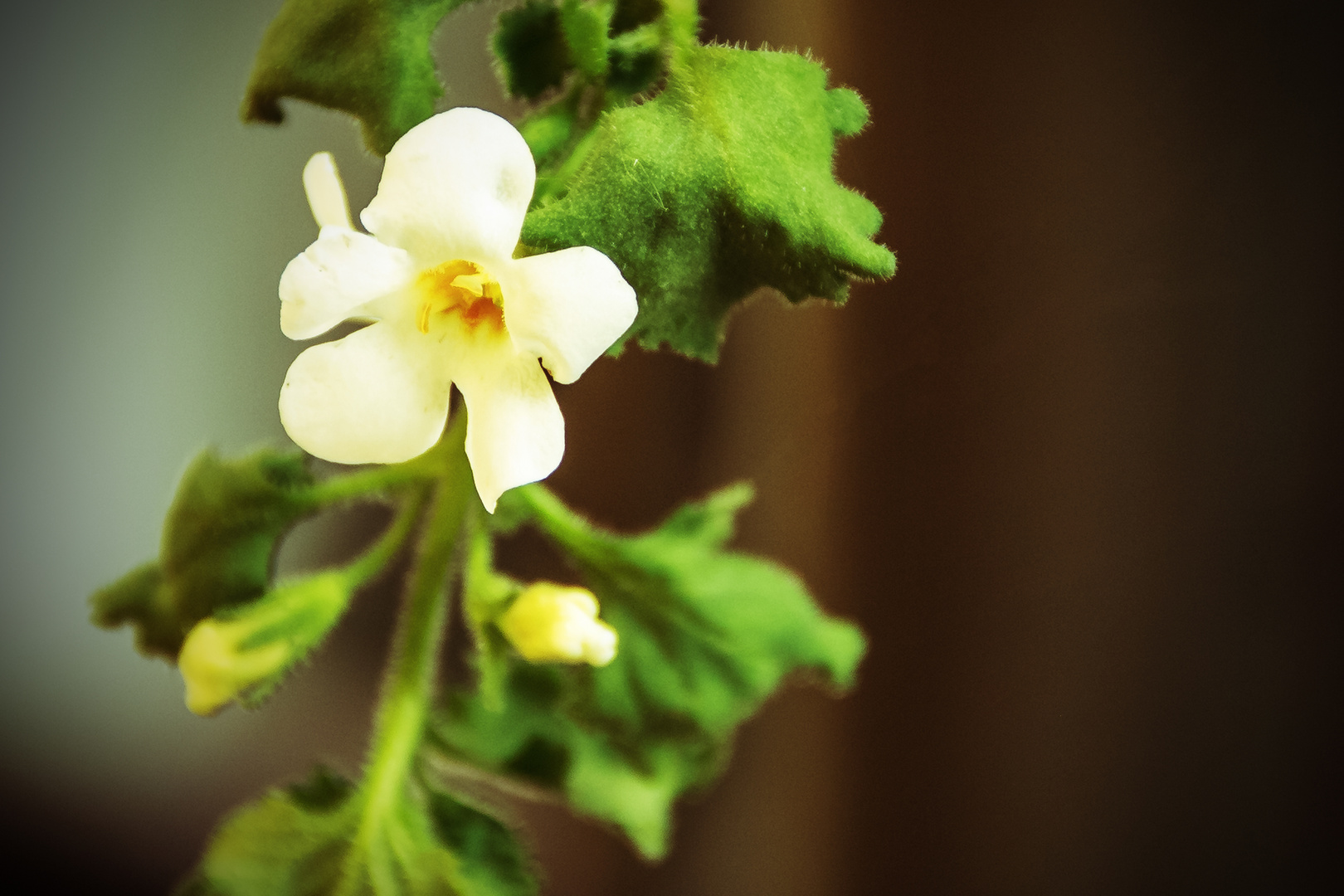 Blüte bearbeitet