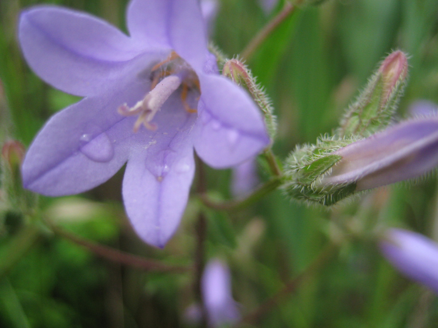 Blüte