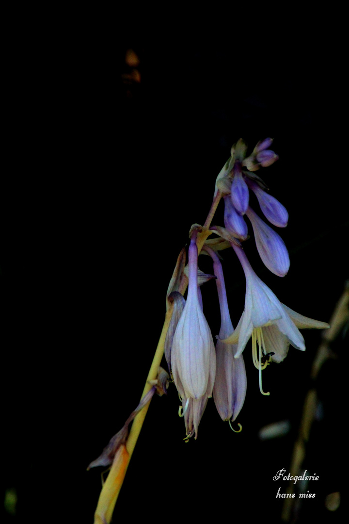 Blüte beginnt zu welken