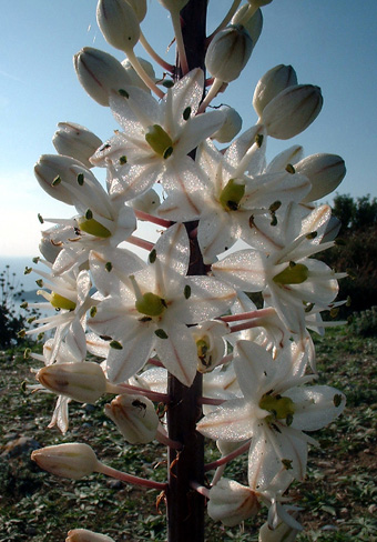 Blüte bei Afionas