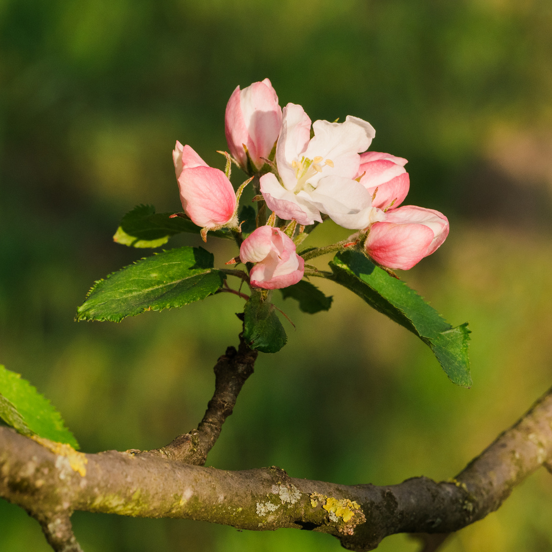 Blüte bei Bensheim 5 2021