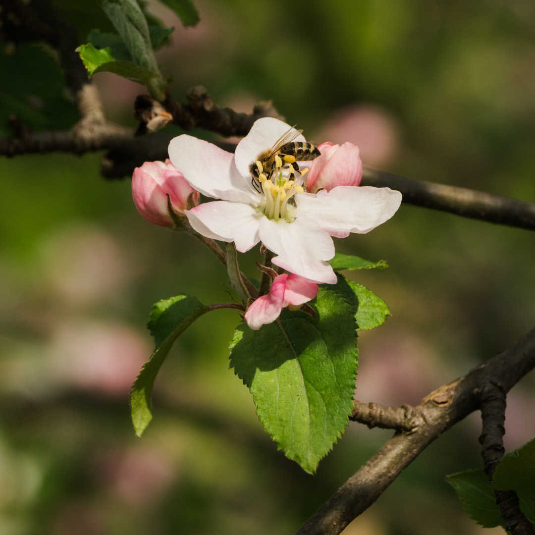 Blüte bei Bensheim 8 2021