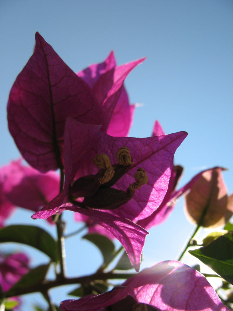 Blüte bei Gegenlicht