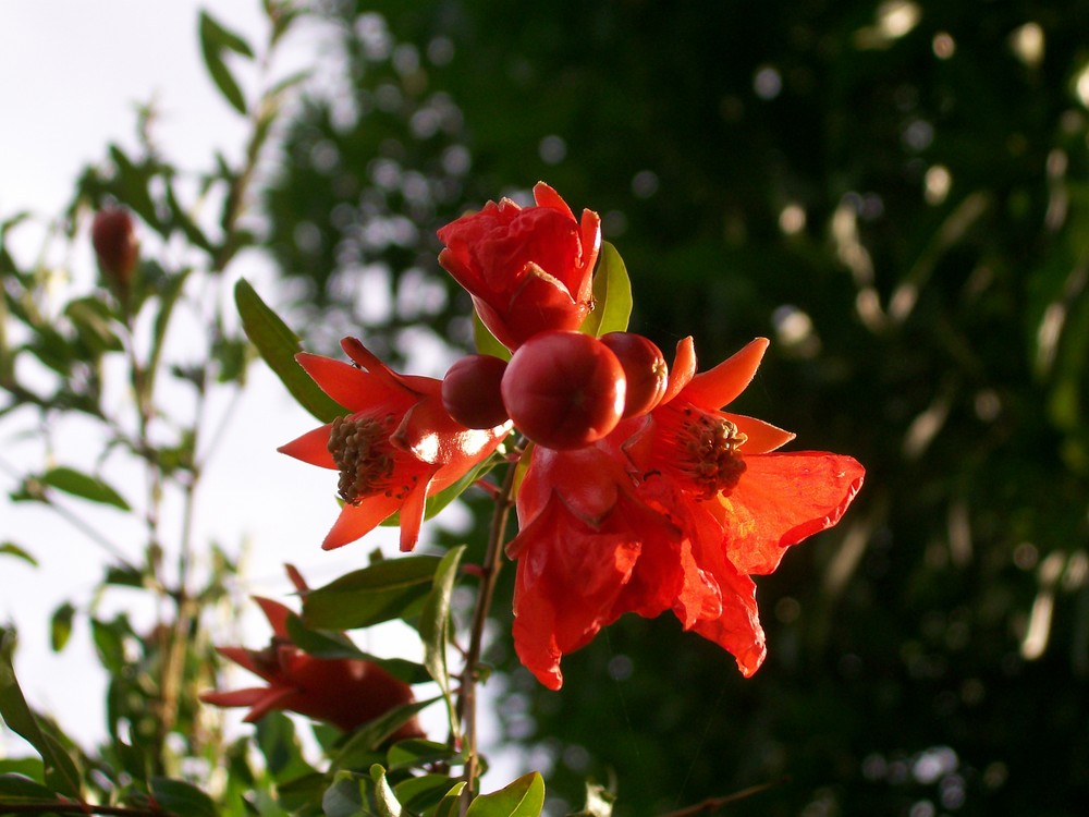 blüte bei sonnen untergang