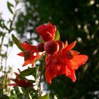 blüte bei sonnen untergang