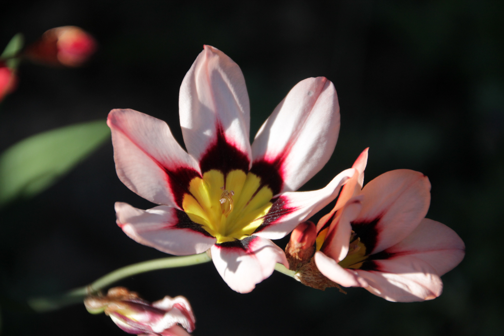 Blüte beim letzten Sonnenstrahl...