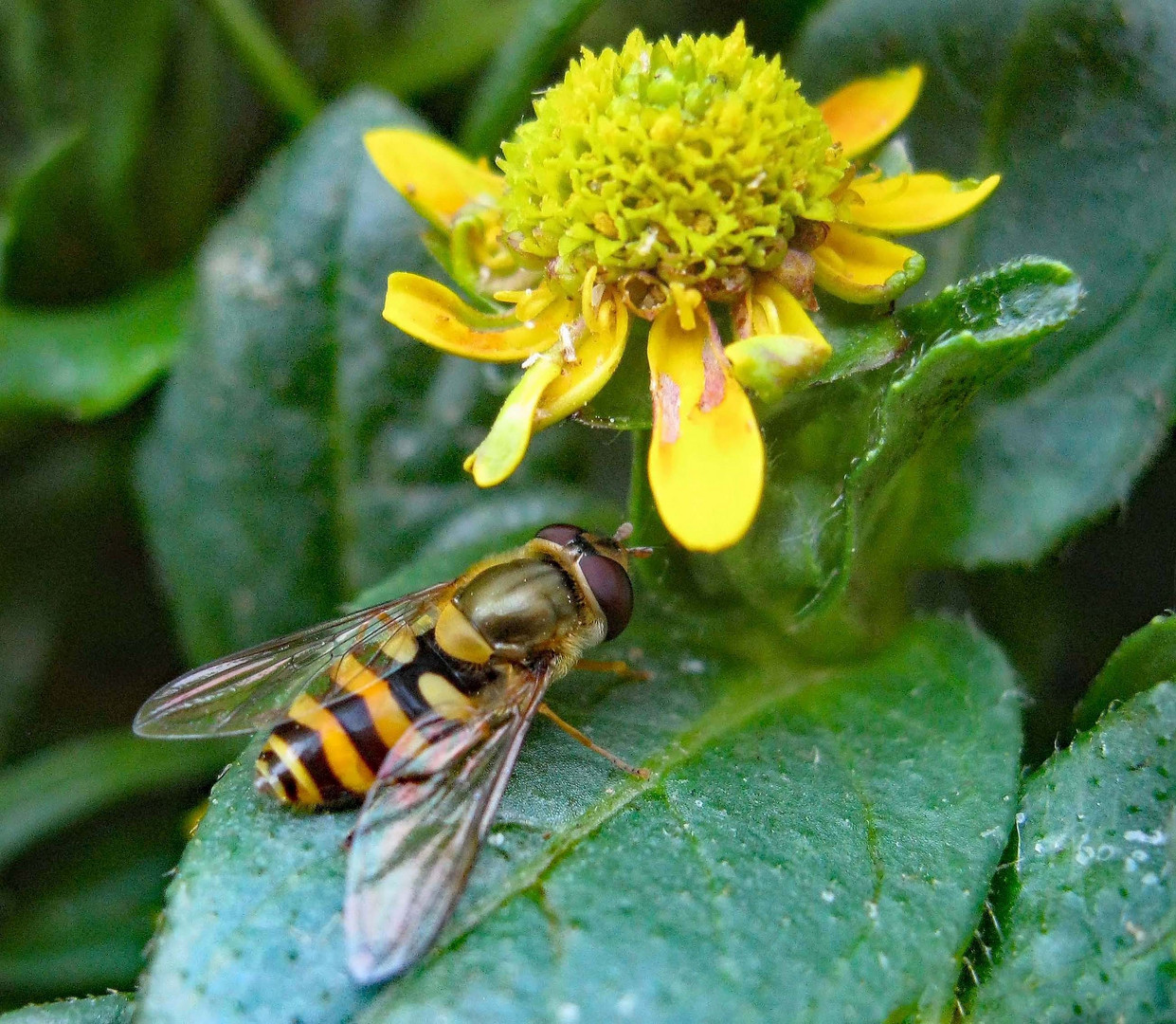 Blüte bekommt Besuch