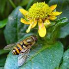 Blüte bekommt Besuch