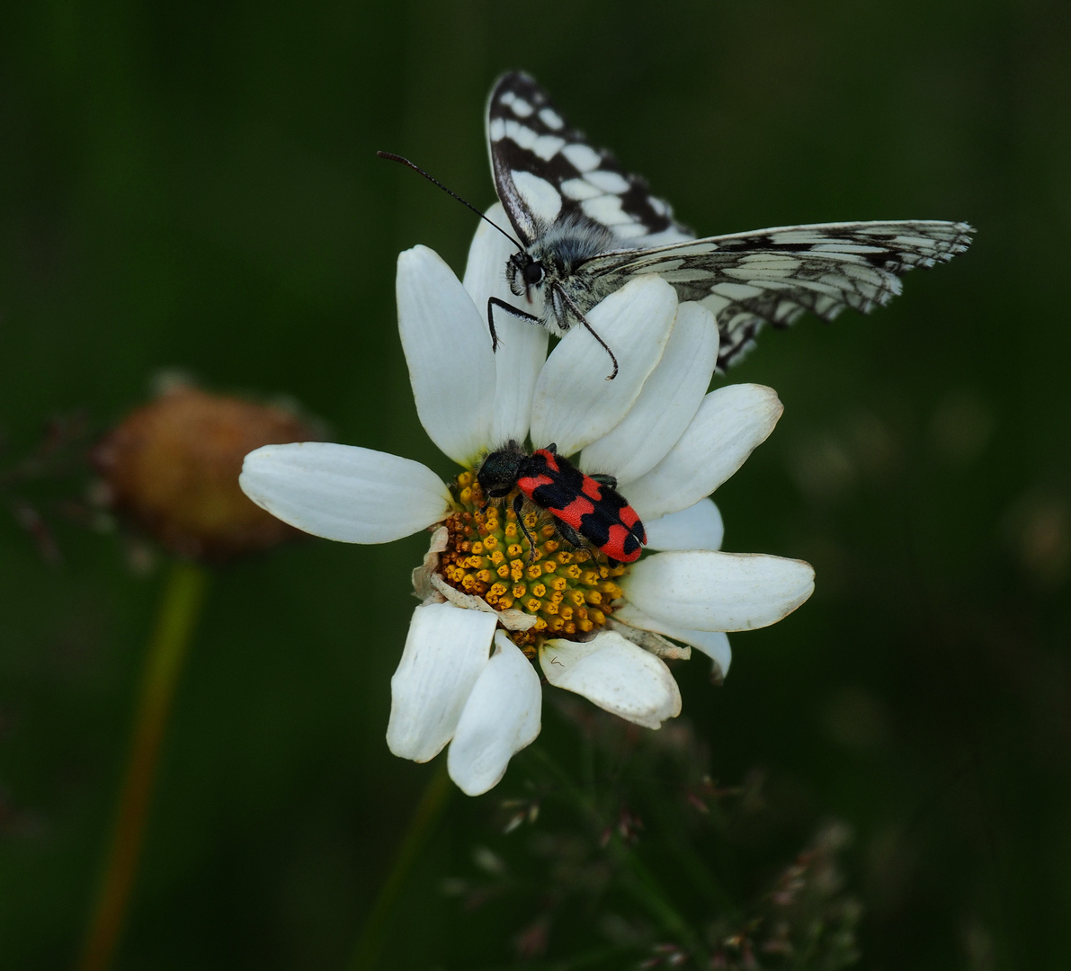 Blüte besetzt ....