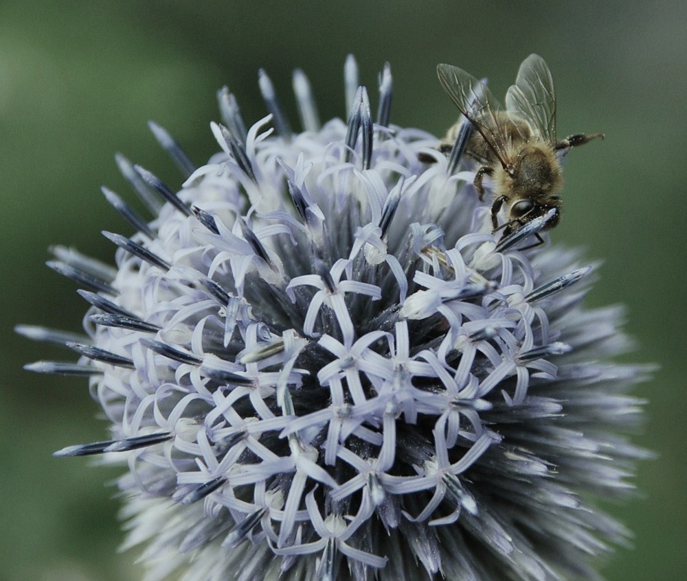 Blüte & Besuch