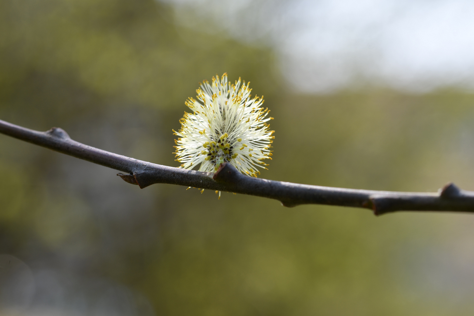 Blüte