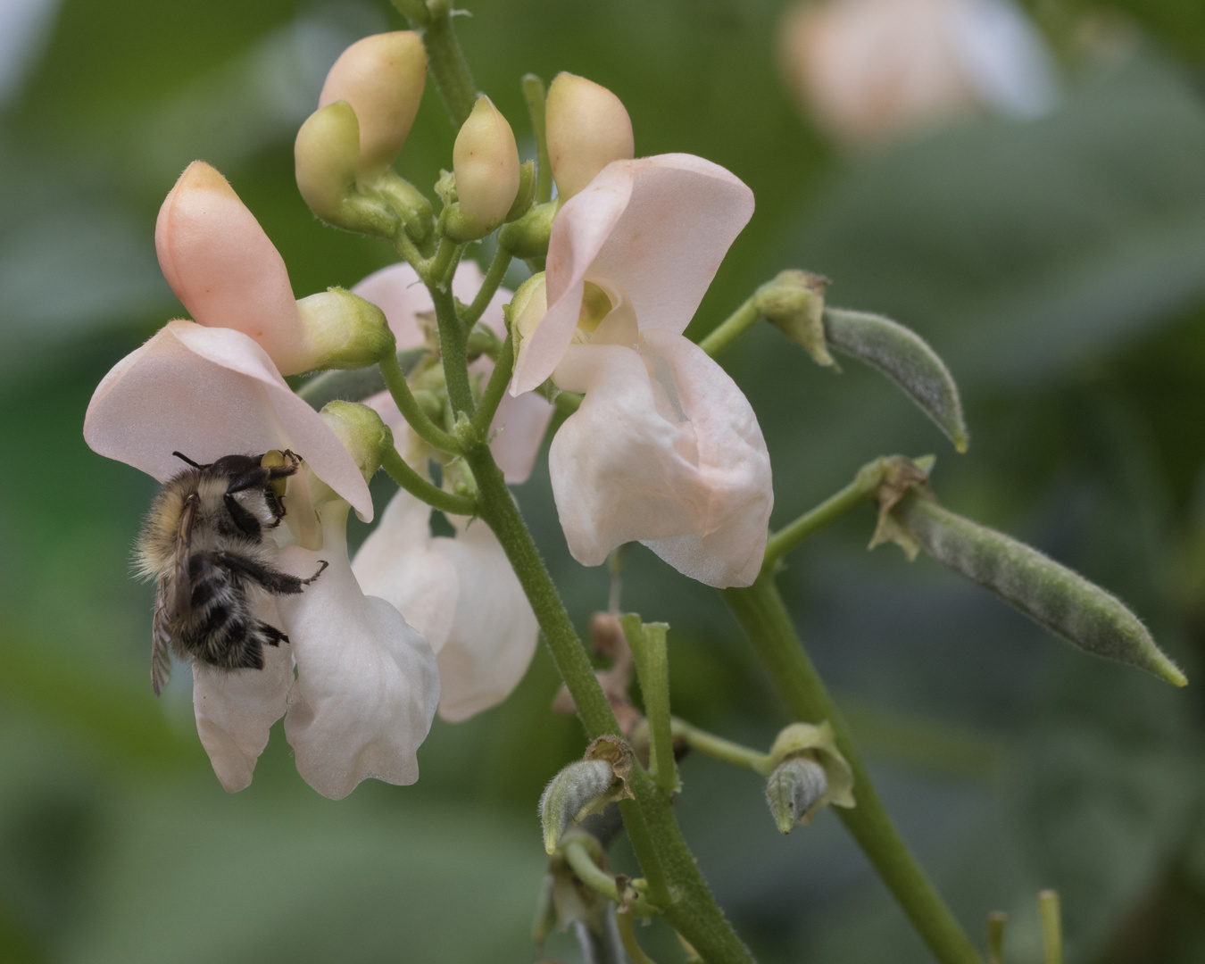 Blüte, Biene, Bohne