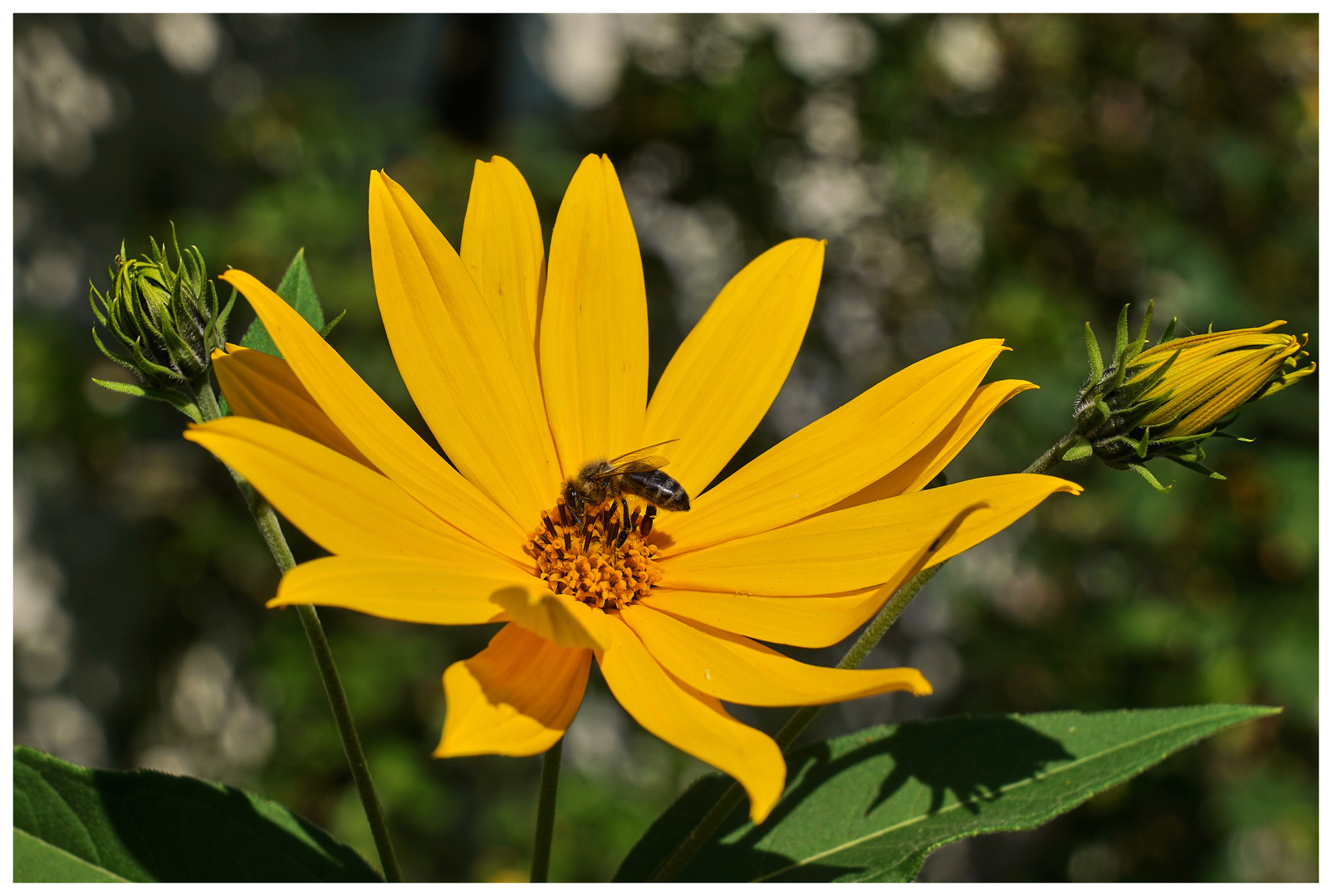 Blüte - Biene