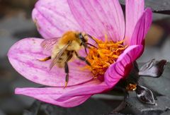 Blüte & Biene