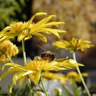 Blüte & Biene im Hochgebirge