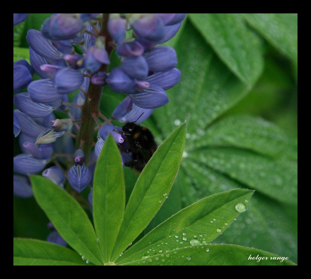 Blüte, Biene, Wassertropfen