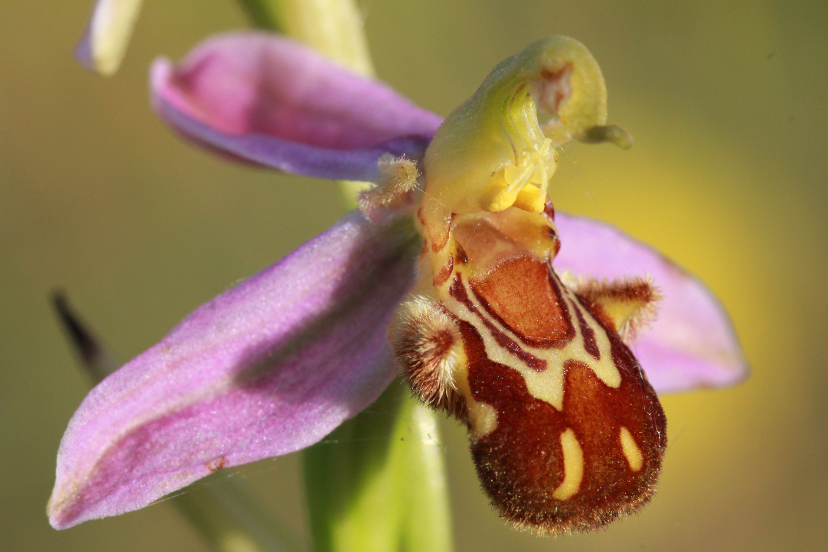 Blüte Bienenragwurz