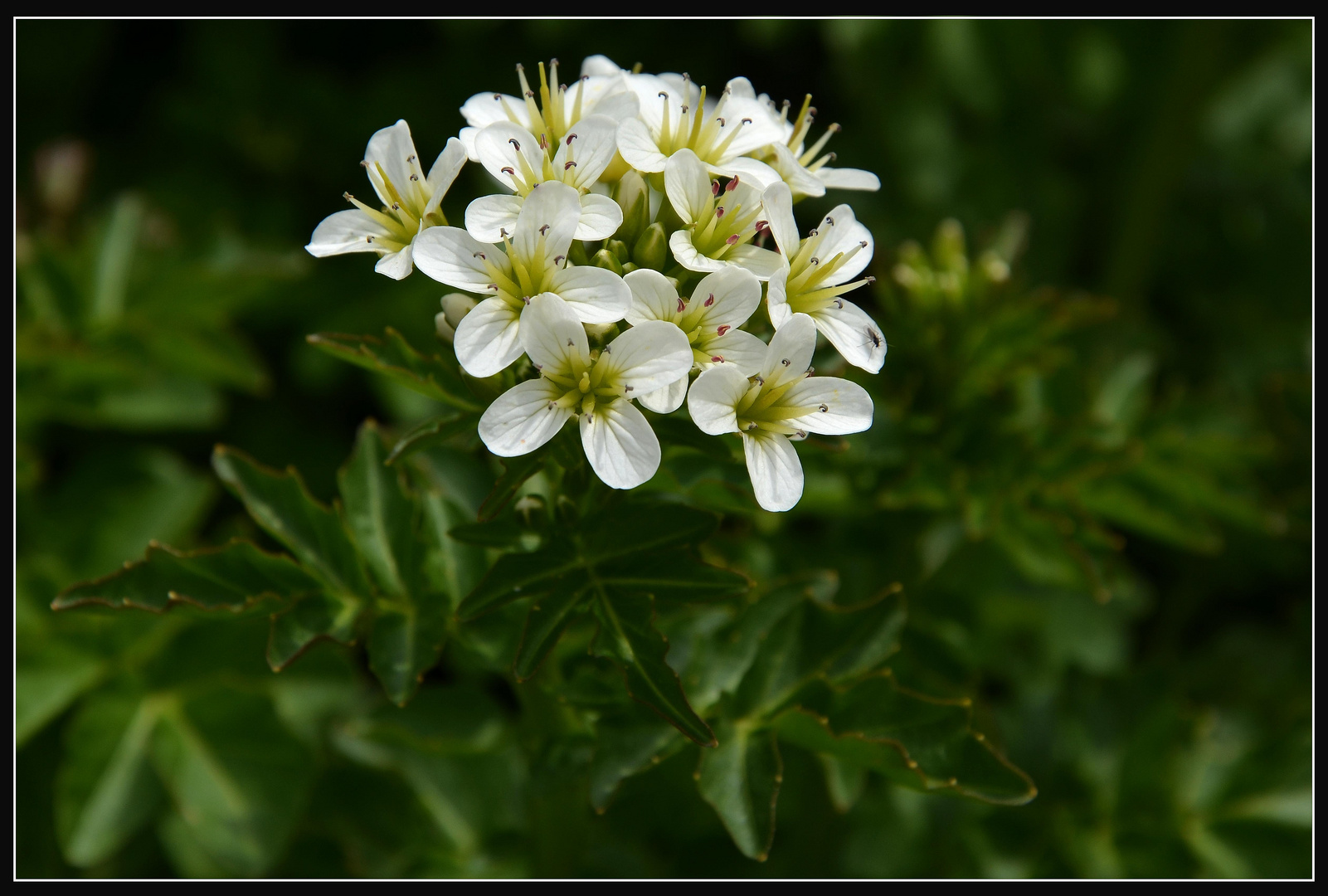 Blüte- Bitteres Schaumkraut