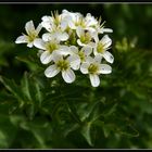 Blüte- Bitteres Schaumkraut