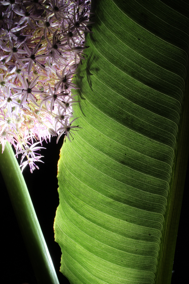 Blüte + Blatt