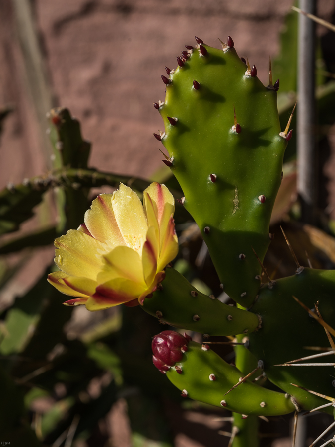 Blüte, Blatt und Knospe