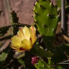 Blüte, Blatt und Knospe