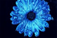 Blüte blau