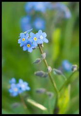 Blüte blau-gelb