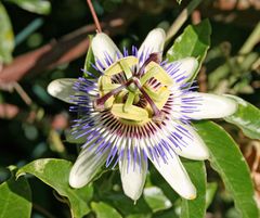 Blüte  Blaue Passionsblume