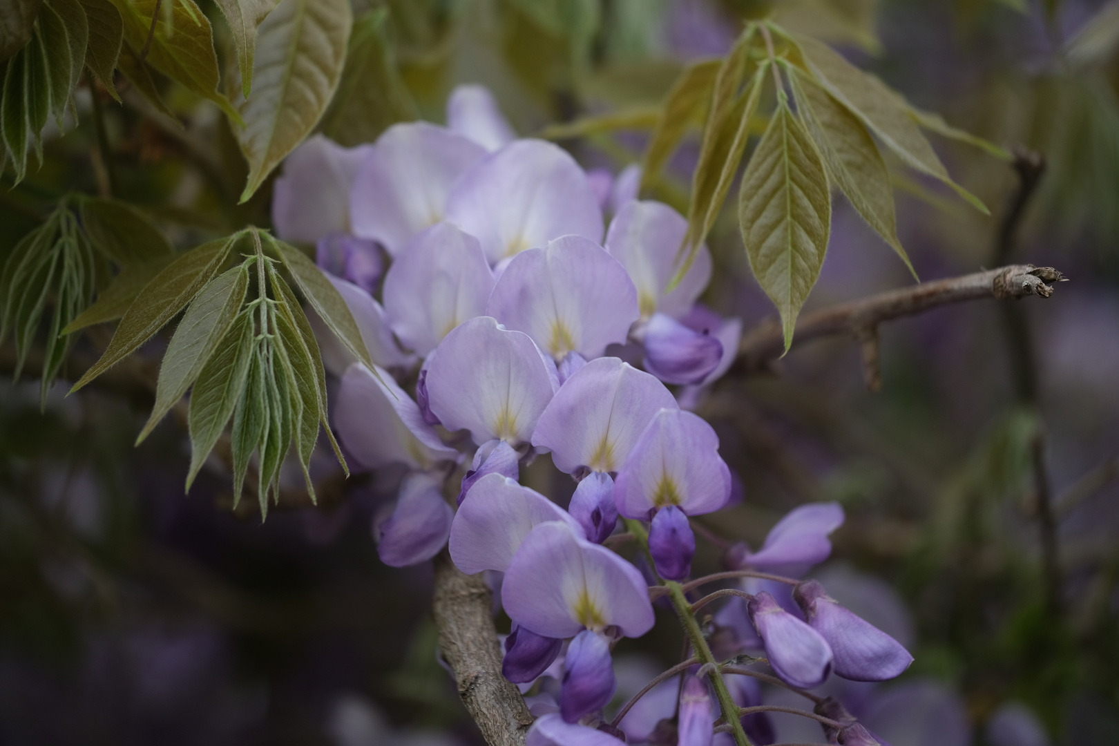 Blüte Blauregen, Wisteria, Glyzinie Foto & Bild pflanzen, pilze