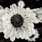 Blüte BW