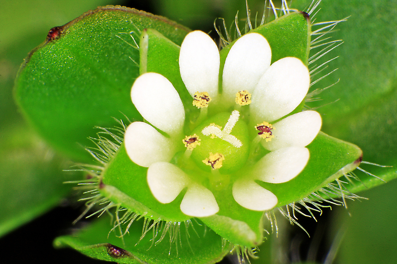 Blüte ca. 0,4mm Durchmesser mit Retroadapter und Canon 28-300mm