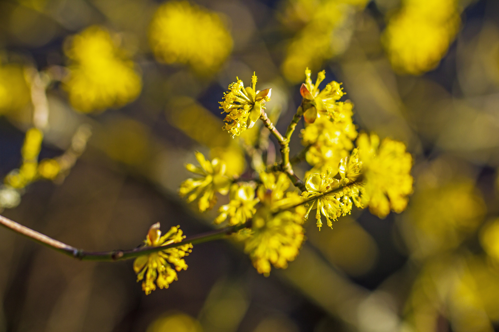 Blüte