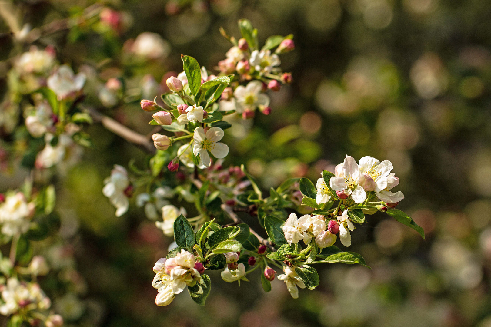 Blüte