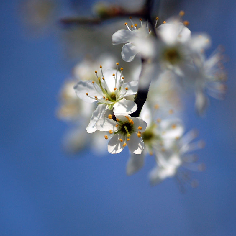 Blüte