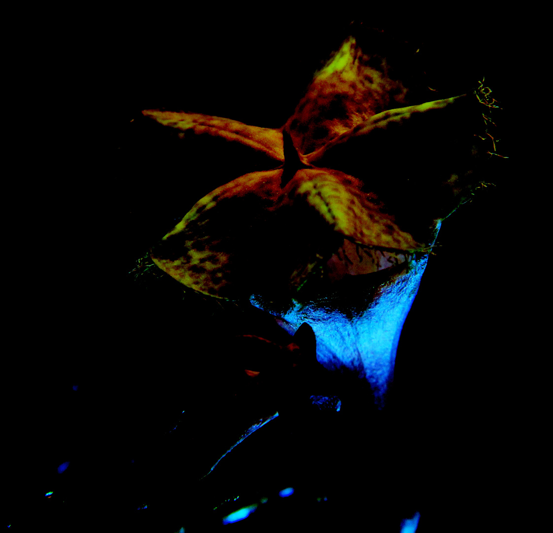 Blüte: Ceropegia sandersoni